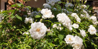 Amara Spring Valley Apartments Gallery 29