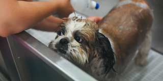 The Franklin at Hancock Village Gallery 15