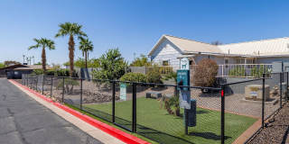 Lion Tempe Gallery 24