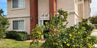 Spacious 4 Bedroom-2.5 Bath, - Fireplace, Yard - Camellia Gallery 1