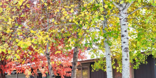 The Place At Forest Ridge Apartments Gallery 7