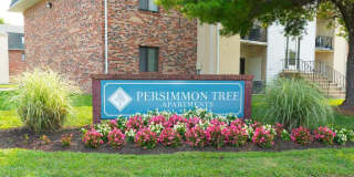 Persimmon Tree Gallery 7