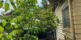 Charming detached single family Kaimuki 3 bdrm, 1 bath home on level lot Gallery 40