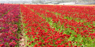 162 Overbrook Gallery 22