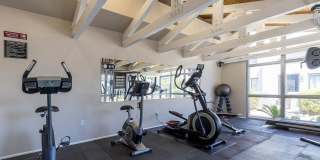 Lion Tempe Gallery 18