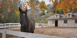 5 Bed, 4.5 bath estate located in guard gated Hidden Hills Neighborhood 5 Bed, 4.5 bath estate located in guard gated Hidden Hills Neighborhood Gallery 24