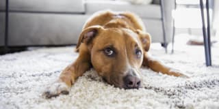 The Hollows - Affordable Housing Gallery 37