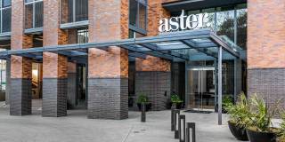 Aster Aster Gallery 2