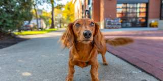 Tivoli Apartments Gallery 19