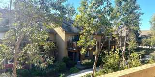 501 Orange Blossom Gallery 9