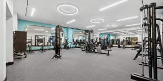 Piper Piper Gallery 19