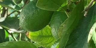 5246 Calderon Road Gallery 45