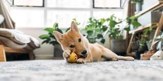 Rollin Street Flats Gallery 35