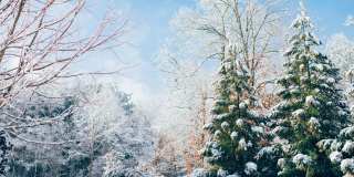 Fox Ridge Apartments Gallery 49