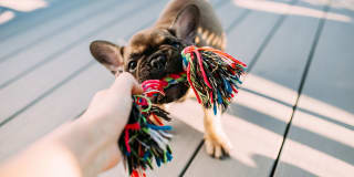 Windsor Burnet Gallery 50