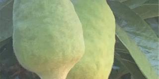 5246 Calderon Road Gallery 46