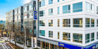 Owl Gallery 6