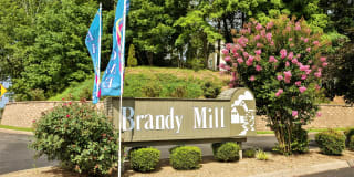 Brandy Mill Gallery 54