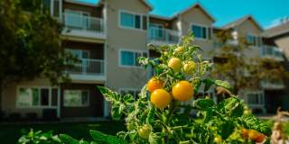 Conter Estates - Senior Housing Gallery 8