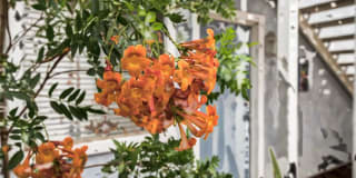 Linda Vista Village Gallery 23