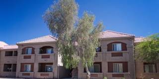 Desert Palms Gallery 6