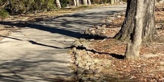 Icon Waverly Gallery 67