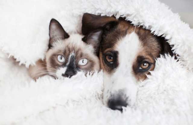 Spring Time, Cathedral Oaks, Elegant Home For Rent photos photos