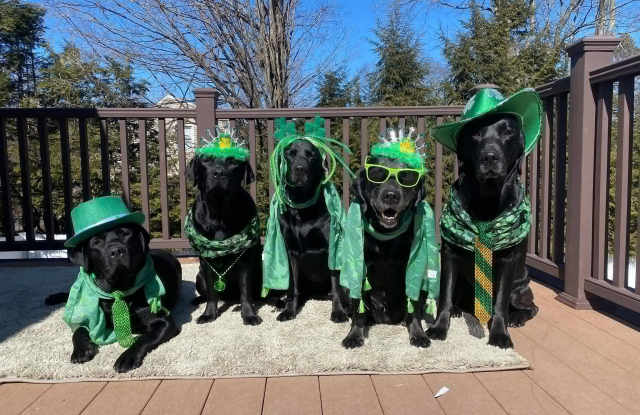 No Shenanigans, Just a Truly Remarkable Home with this gorgeous 1100 square foot 2bd/2ba pet friendly apartment for rent in Myrtle Beach! photos photos