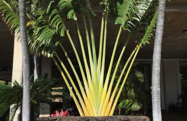 98-288 Kaonohi Street - 98-288 Kaonohi Street, Waimalu, HI 96701 98-288 Kaonohi Street - 98-288 Kaonohi Street, Waimalu, HI 96701