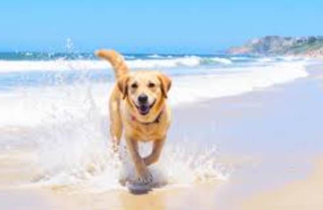 Pet Friendly, St. Johns Beach Walk Townhouse, Amazing Amenities photos photos