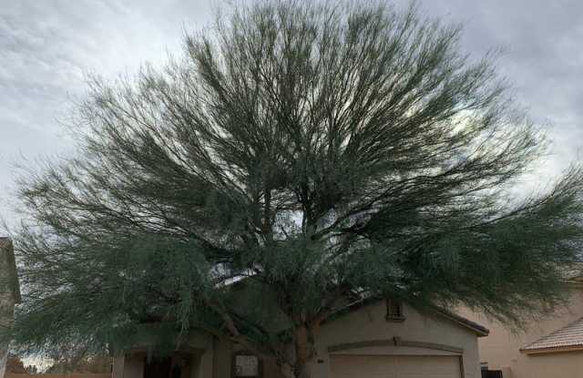 3bed//2bath in San Tan Valley photos photos