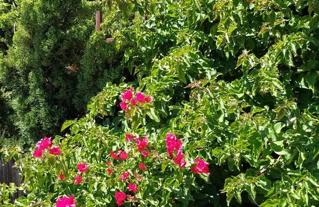 2701 Alma St photos photos