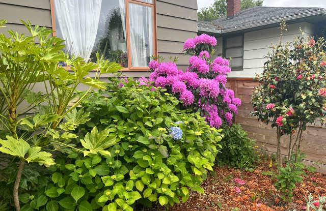 Lovely Fairmount Community Bungalow in West Seattle- $3200 Gallery 3