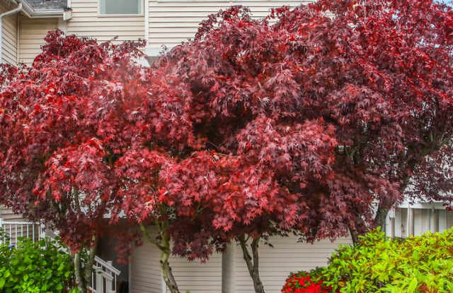 Updated Townhouse in Lynnwood-with Garage Parking photos photos
