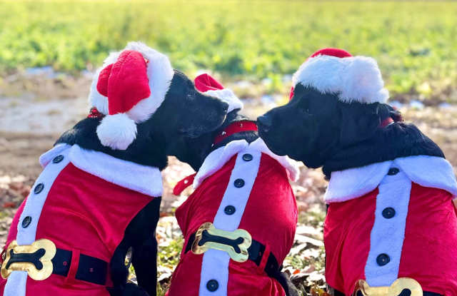 Good news! Making Santa's good list means free application fees until Friday! photos photos