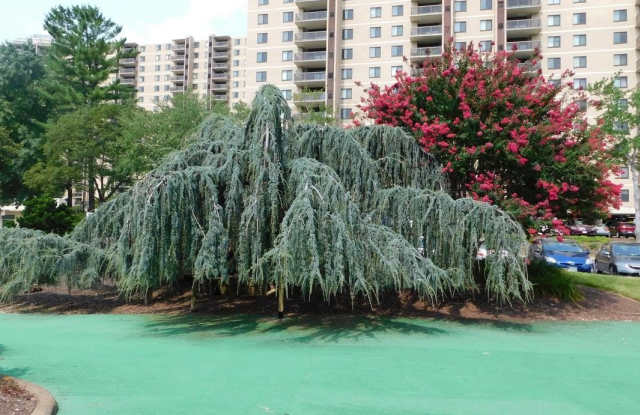 309 YOAKUM Parkway unit: 504 photos photos