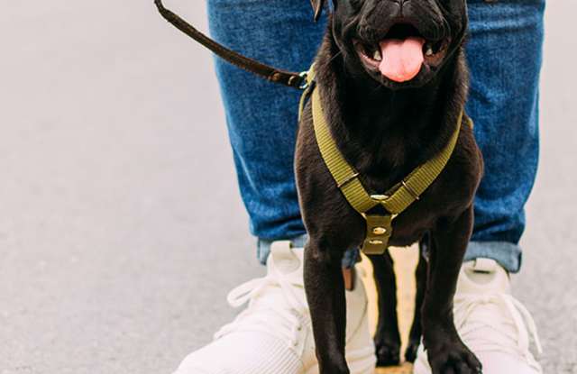 Blue Ridge Apartment Homes photos photos