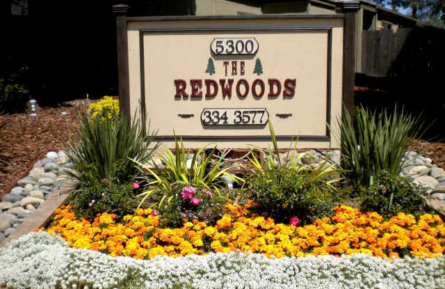Redwoods Gallery 4