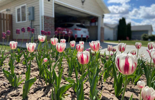 3 Bed - 2.5 Bath, Beautiful Home in Ogden - Fully Fenced Yard! - Available on June 10th! photos photos