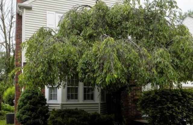 28 University Ct - 28 University Court, Eggertsville, NY 14226