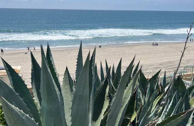 Sea Chase (Acacia Avenue) photos photos