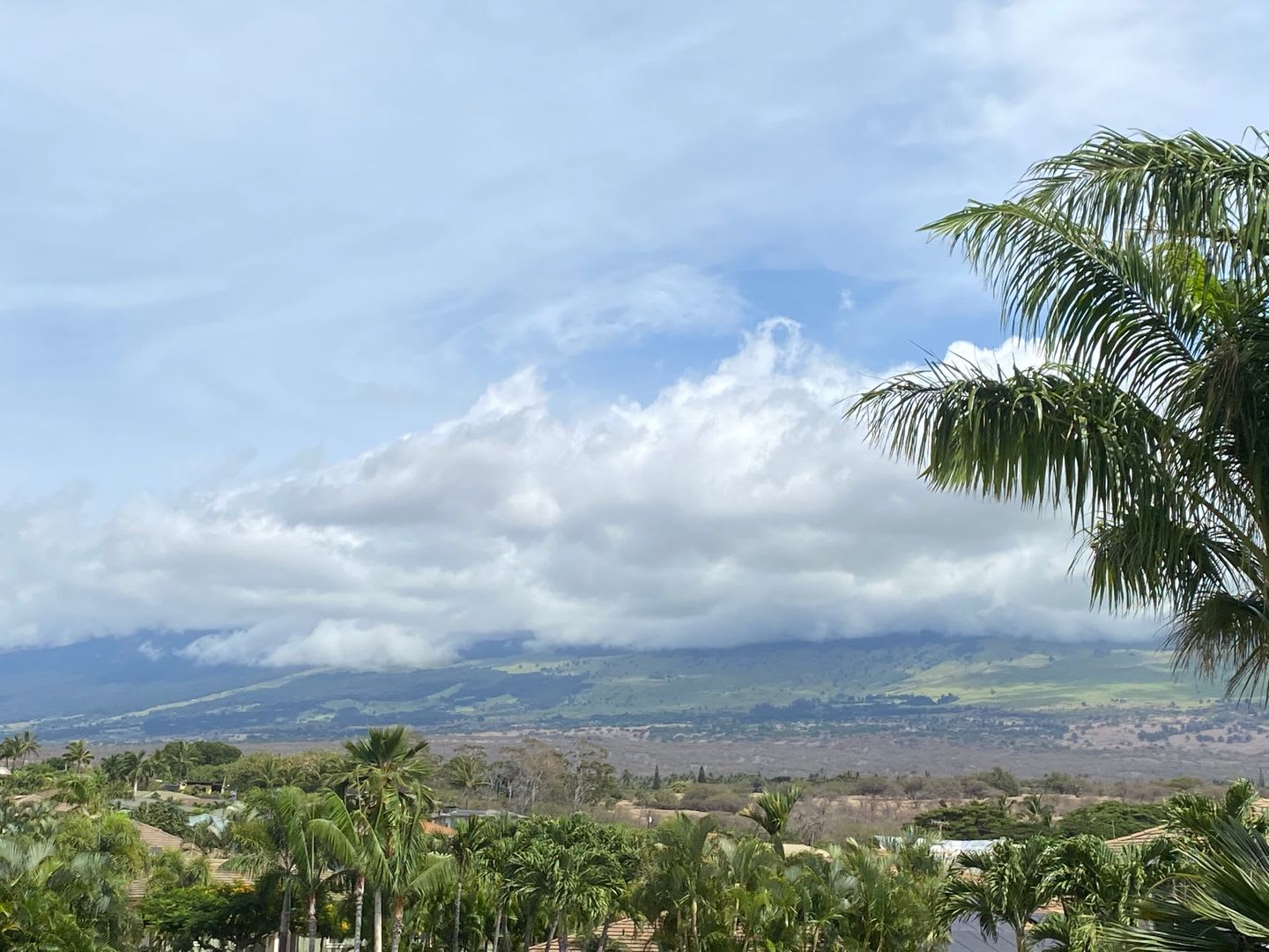Tropical oasis – photo 1 of 22