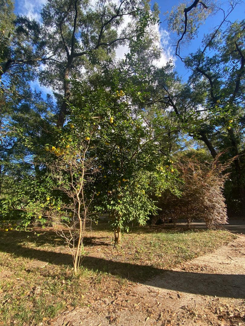 AVAILABLE NOW 3 BEDROOM 2 BATH SINGLE STORY – photo 3