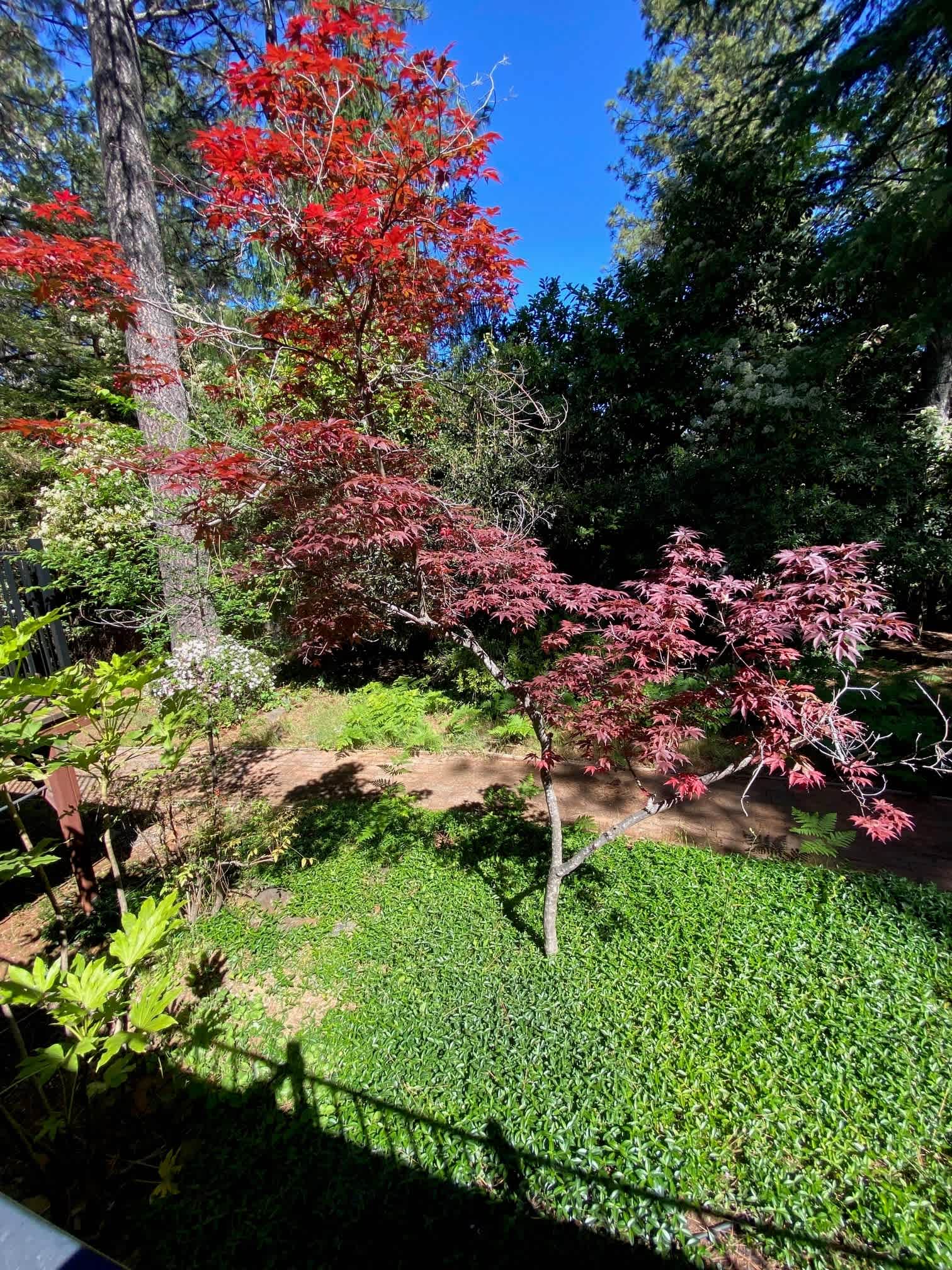 10959 Alta Sierra Drive – photo 5