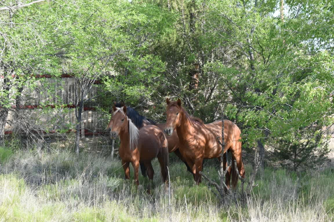 72 Camino De Las Huertas – photo 5