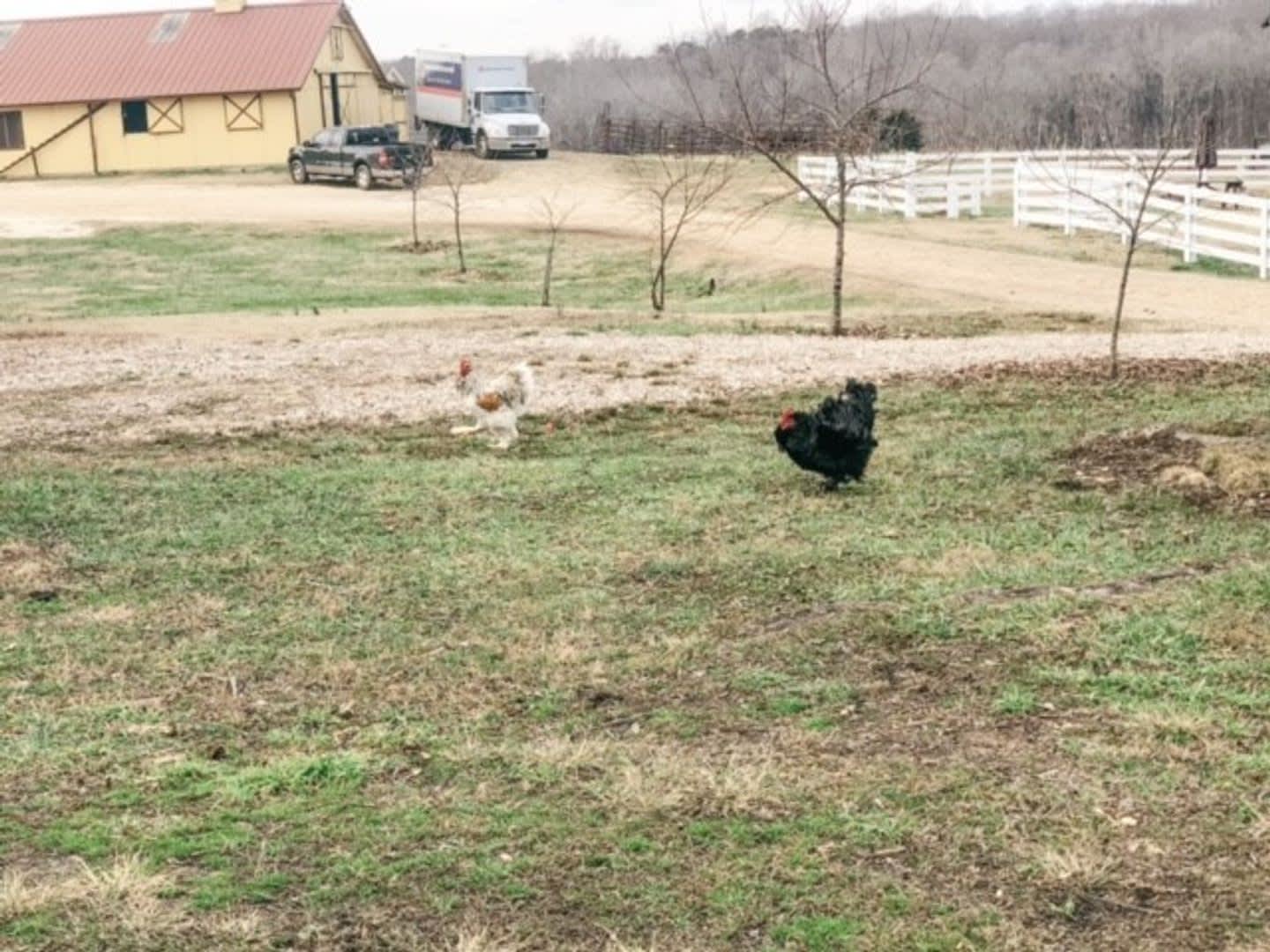 Beautiful 1 bedroom, 1 bath farmhouse with BONUS ROOM – photo 4