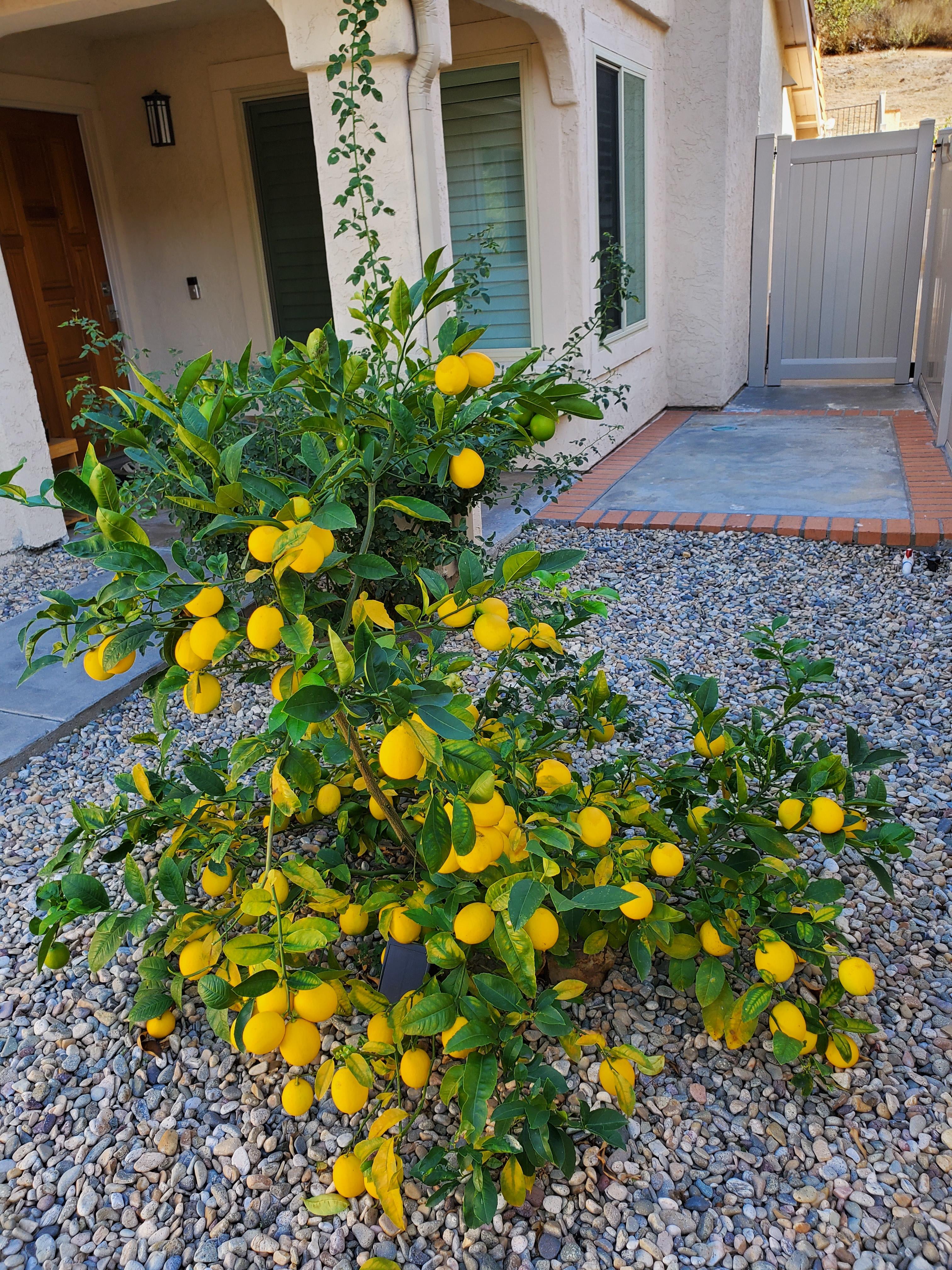 11153 Avenida De Los Lobos – photo 2