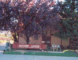 Autumn Leaves – photo 2