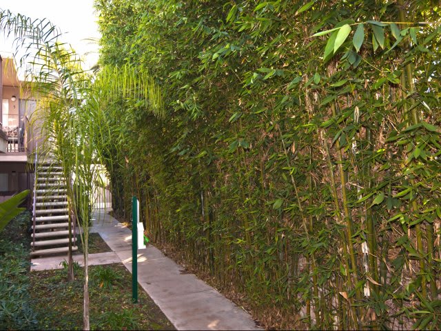 Elan Pacific Palms – photo 3