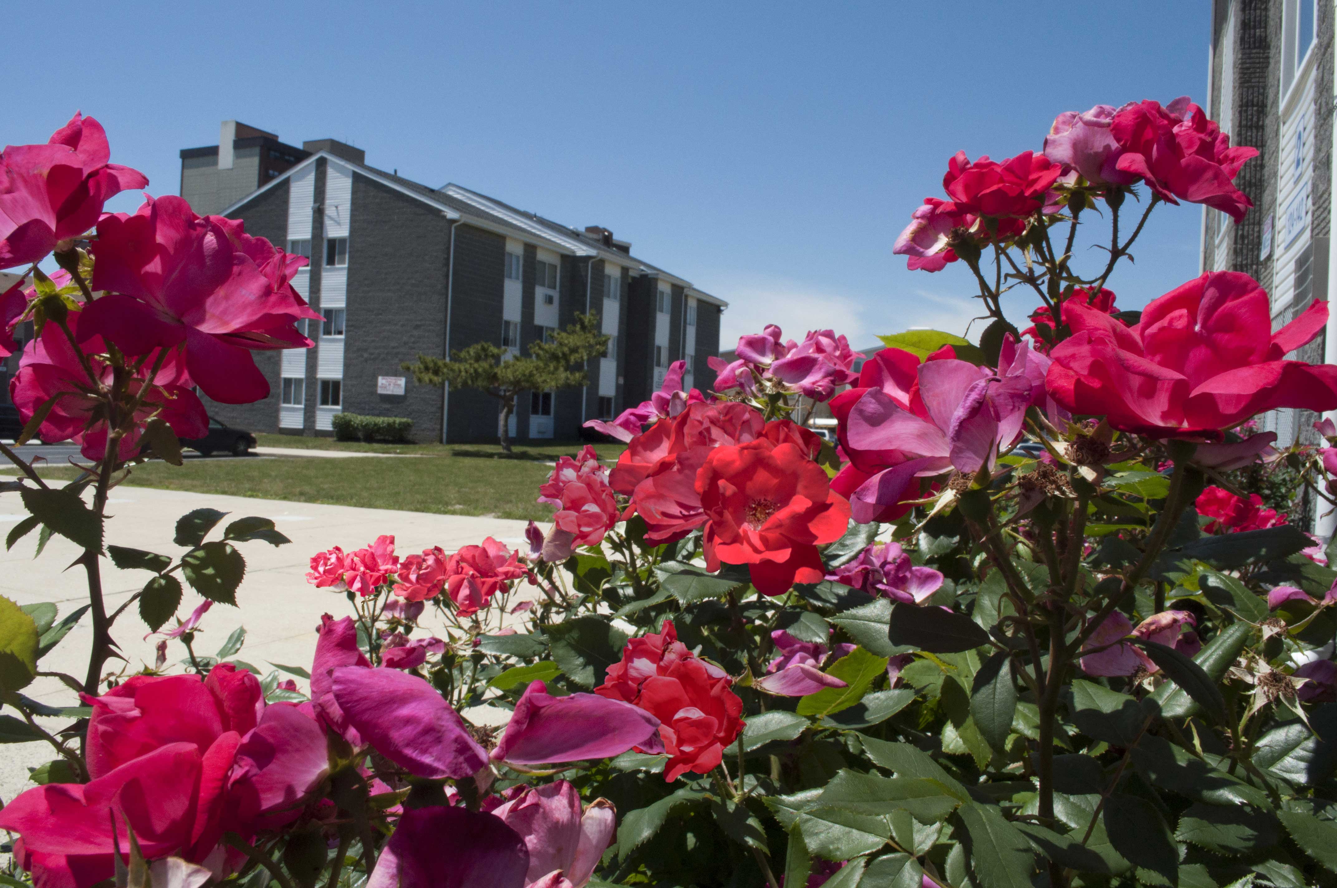 Carolina Village – photo 1